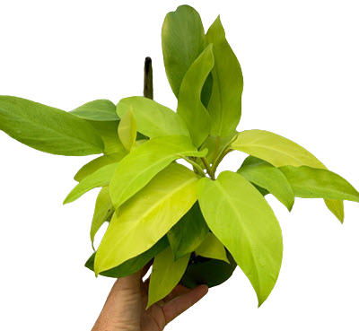 Ceylon Beauty